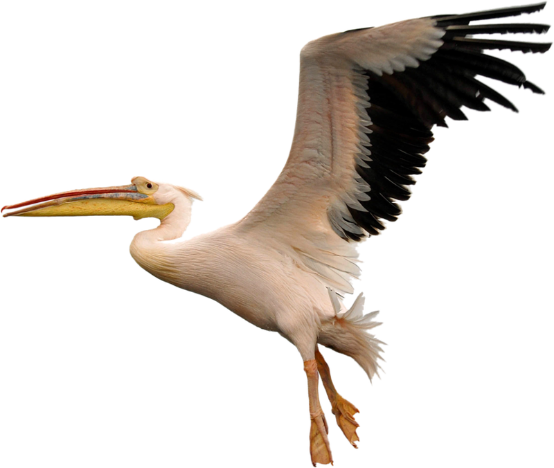 Bird, Fly, White, Pelican, Na Clipart (800x676), Png Download