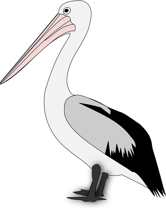 Pelican Bird Animal Clipart (563x720), Png Download