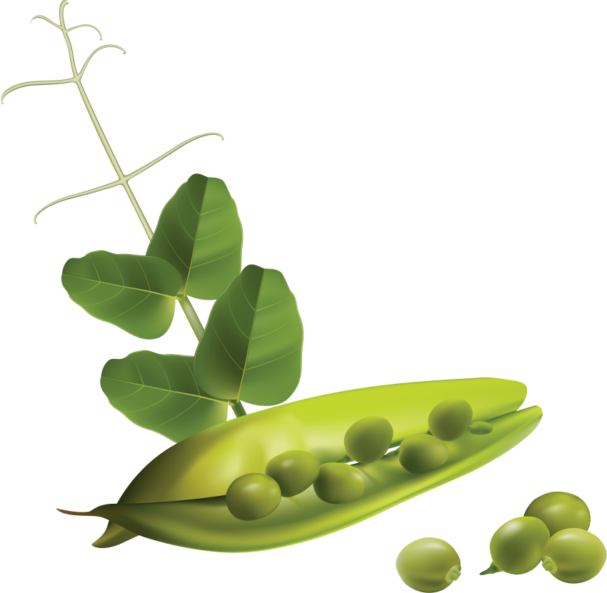 Download Pea Clipart Png Photo Transparent Png (850x831), Png Download