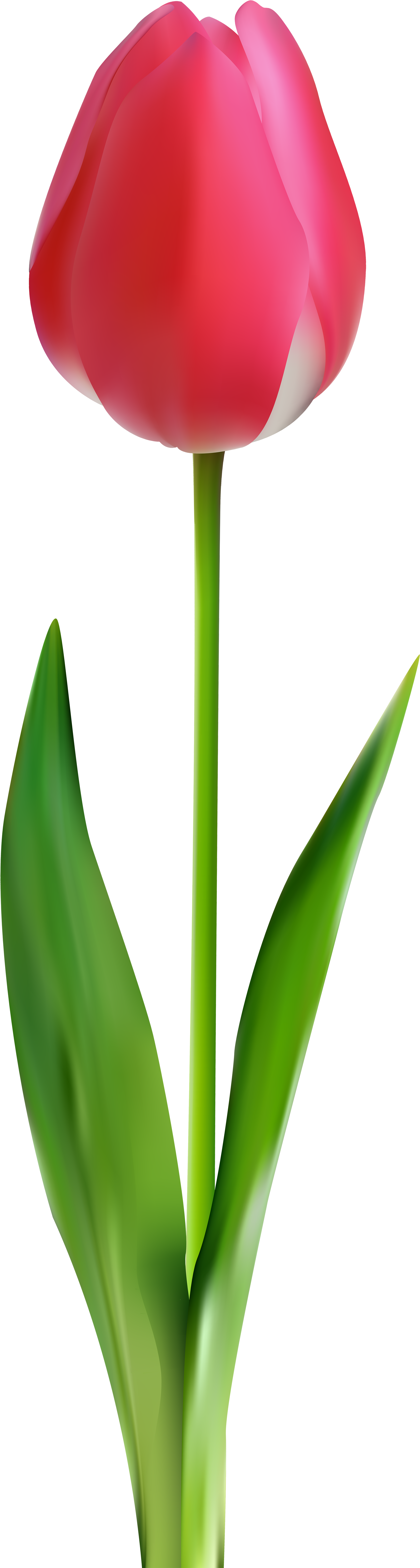 Tulip Black And White Clipart - Png Download (2203x8000), Png Download