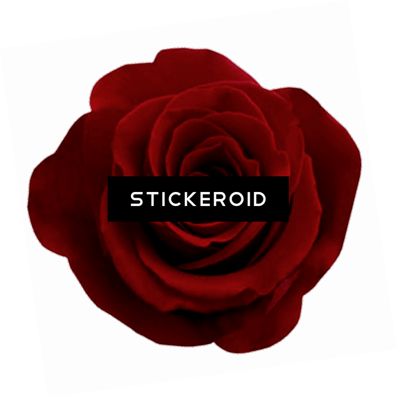 Gothic Rose Flower Clipart (789x790), Png Download