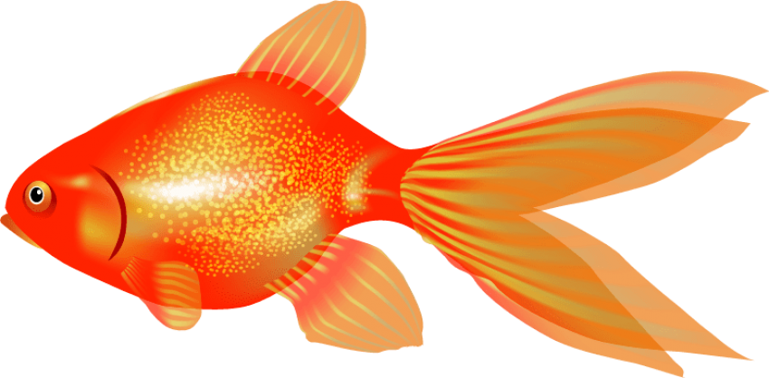 Free Png Download Goldfish Png Images Background Png Clipart (850x418), Png Download