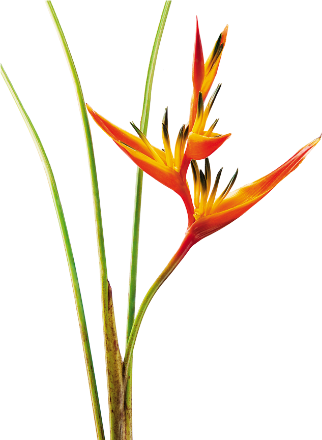 Heliconia Psittacorum Guyana Graduation Caps, Mosaic Clipart (870x864), Png Download