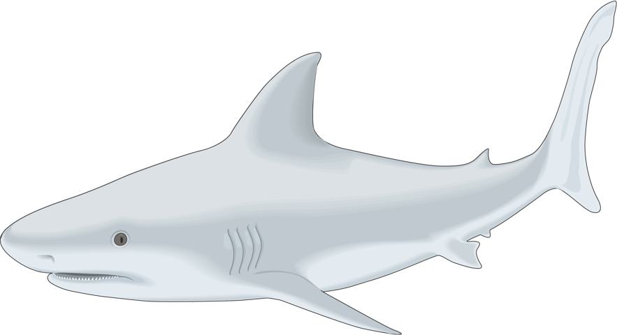 Sharks-clipart - Png Download (883x480), Png Download