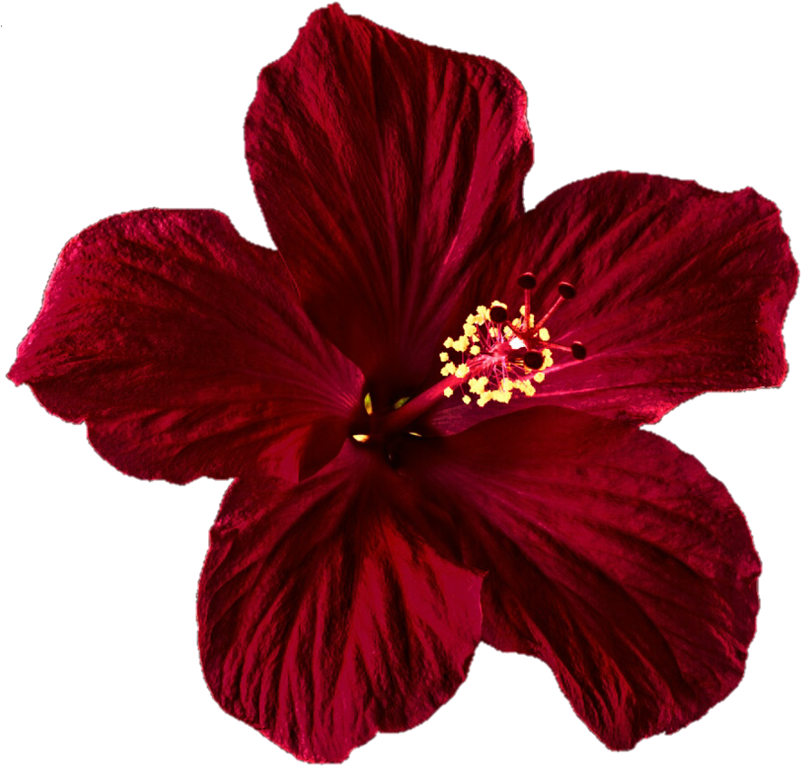 Hibiscus Clipart Png Tumblr Transparent Png (899x889), Png Download