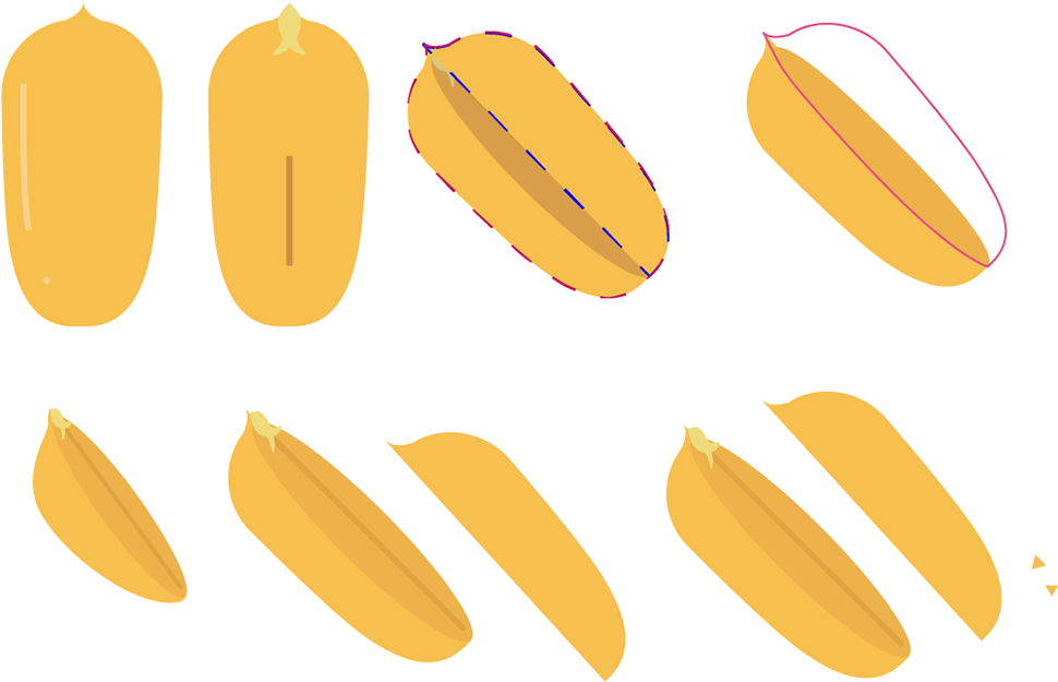 The Three Layers Of The Shell Are Shown Separately Clipart (1200x698), Png Download