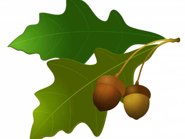 Acorn Clipart Harvest - Png Download (640x480), Png Download