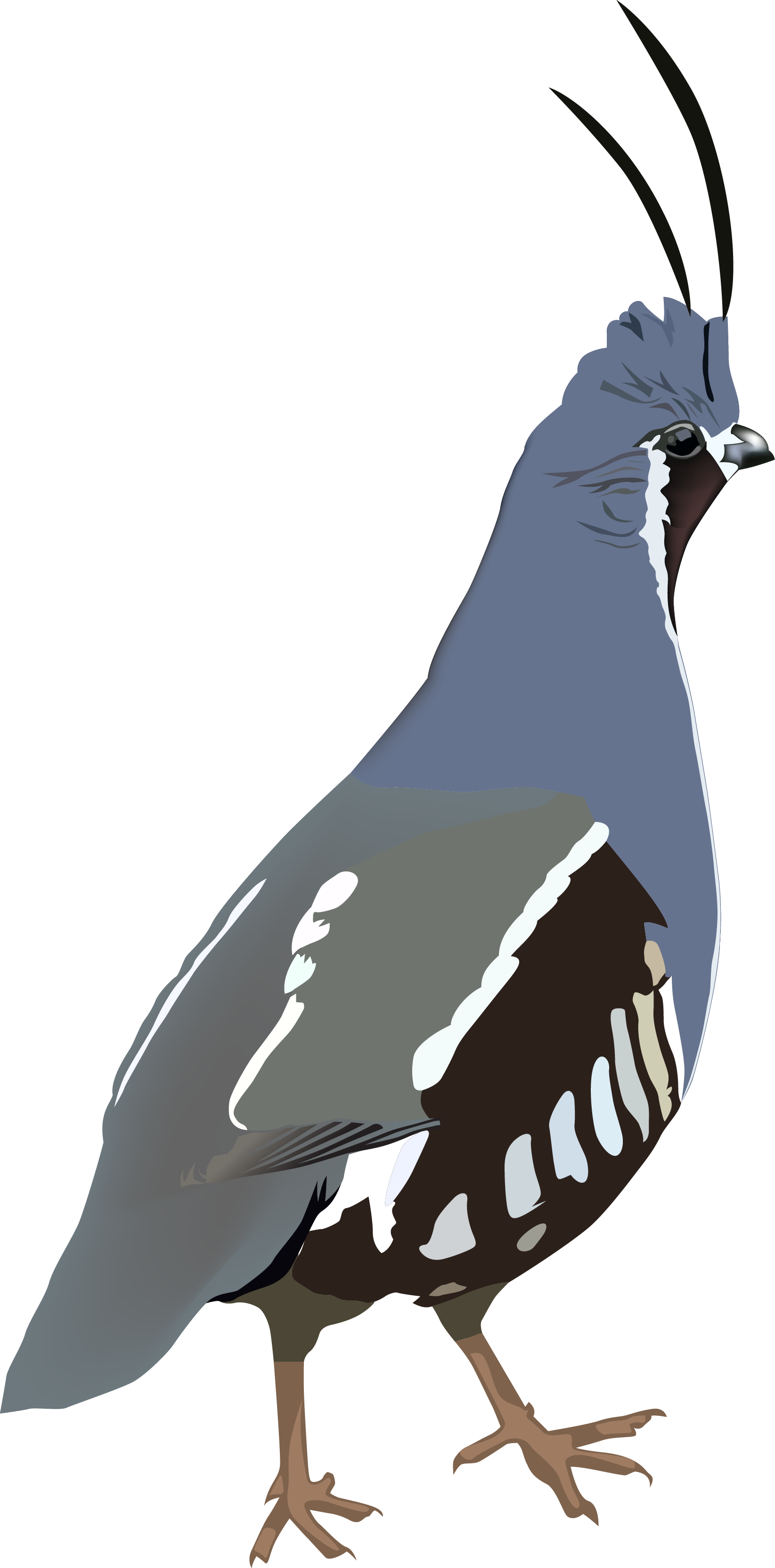 Mountain Quail Sticker Clipart (1645x3329), Png Download