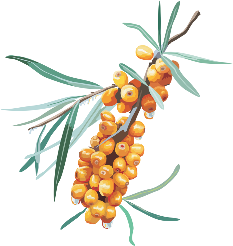 This Png File Is About Shrubs , Sea Buckthorn , Hippophae Clipart (800x806), Png Download