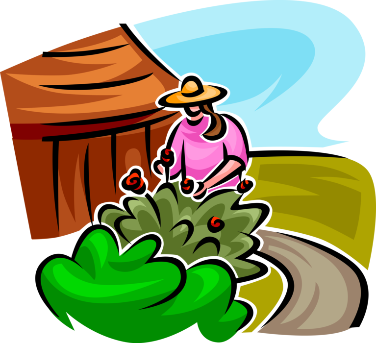 Gardener Maintains Flowering Shrub Image Illustration Clipart (767x700), Png Download