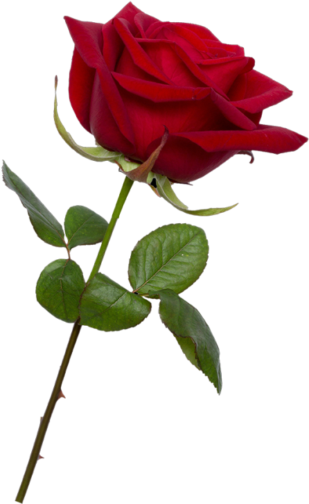 Valentine Rose Png Image Clipart (900x800), Png Download