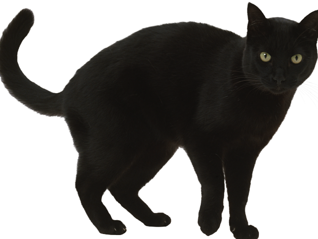 Black Cat Clipart Walking - Png Download (640x480), Png Download