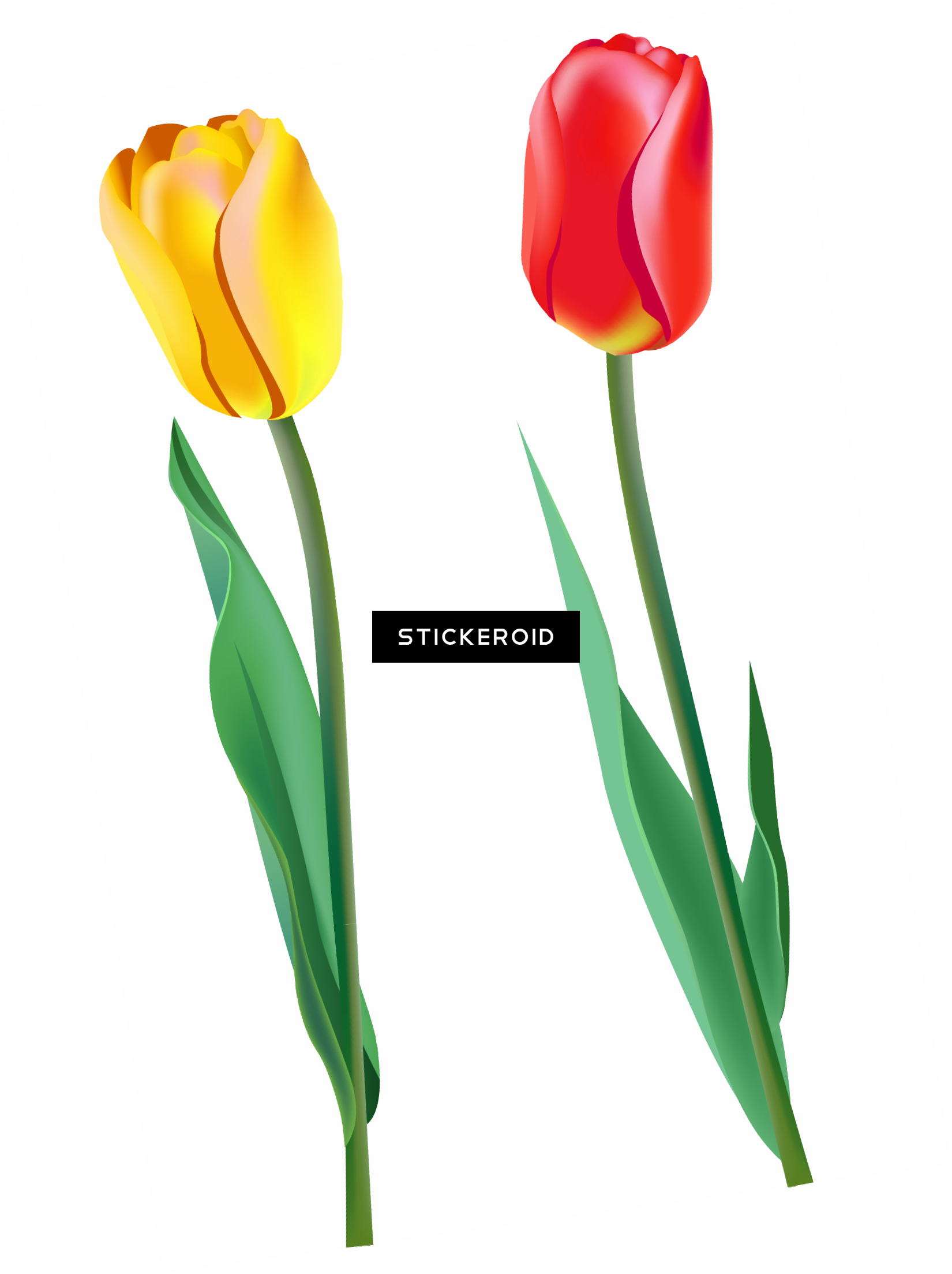 Tulip Clipart (1650x2207), Png Download