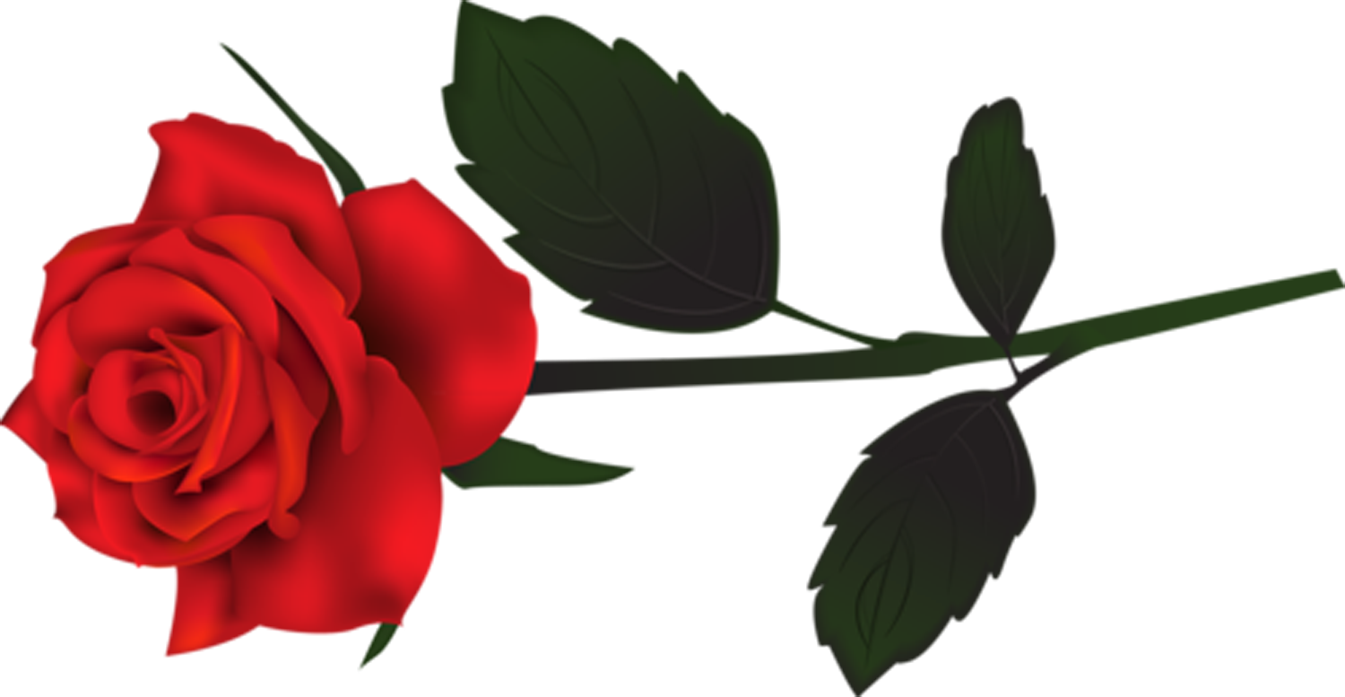 Rose Png Clipart (1500x777), Png Download