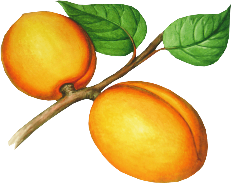 Download Peach Clipart Png Photo Transparent Png (850x667), Png Download