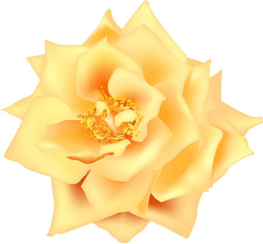 Free Png Yellow Rose Transpa Png Images Transpa Clipart (850x790), Png Download