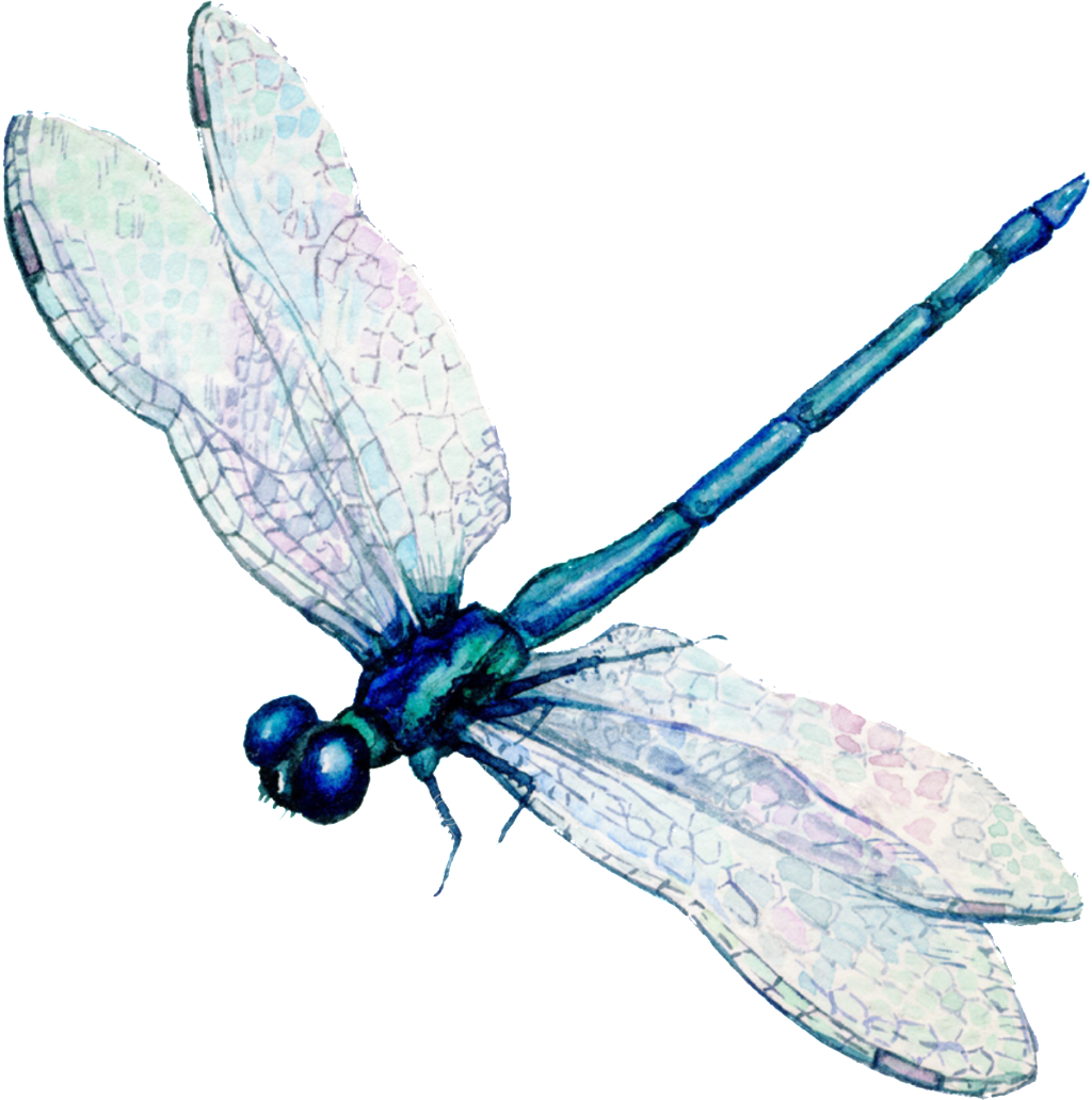 Vector Free Download Eps Clipart (1024x1032), Png Download