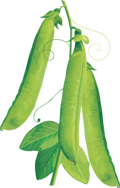 Download Pea Clipart Png Photo Transparent Png (480x748), Png Download