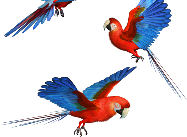 Parrot Clipart Transparent Background - Png Download (640x480), Png Download