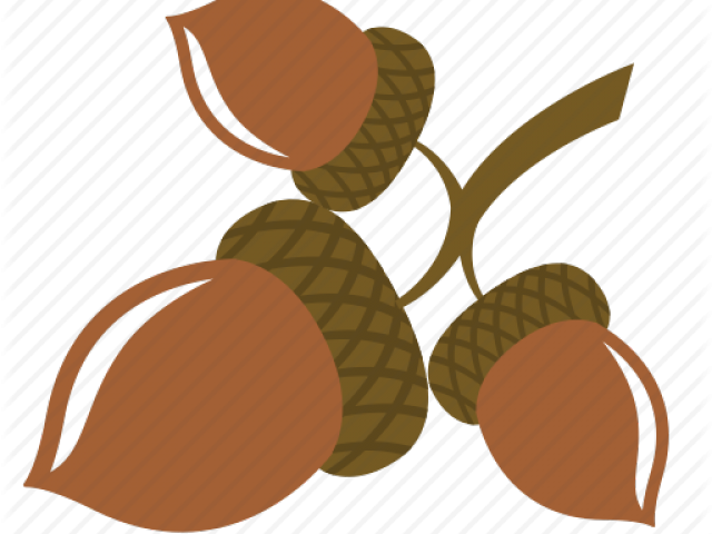 Acorn Clipart Oak Fruit - Png Download (640x480), Png Download