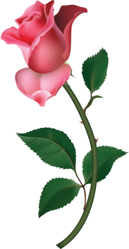 Rice Clipart Fame - Png Download (414x800), Png Download