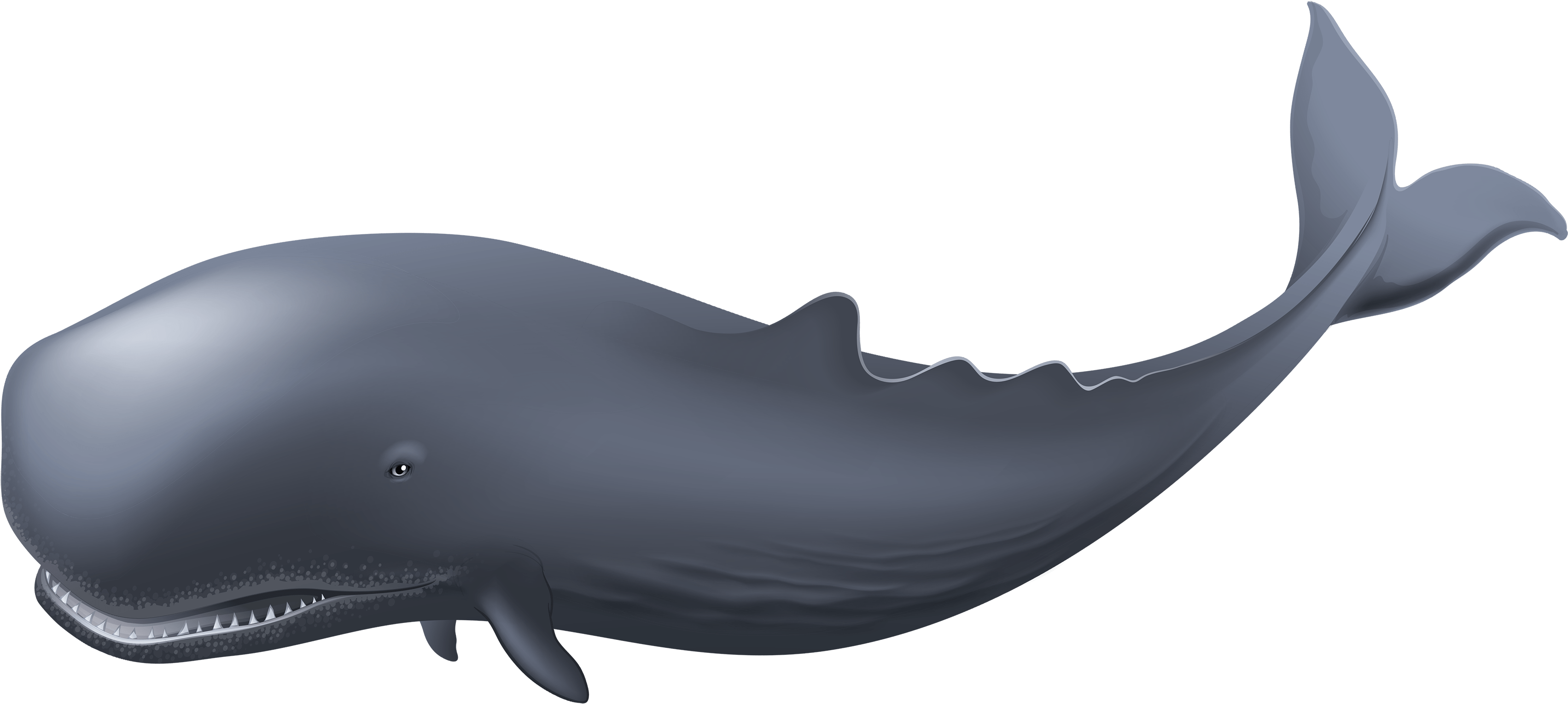 Whale Png Clipart Best Web Clipart Transparent Png (3500x1800), Png Download
