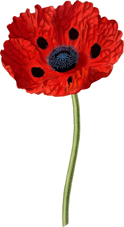 Clipart Poppy Medium Image Png Transparent Png (433x793), Png Download