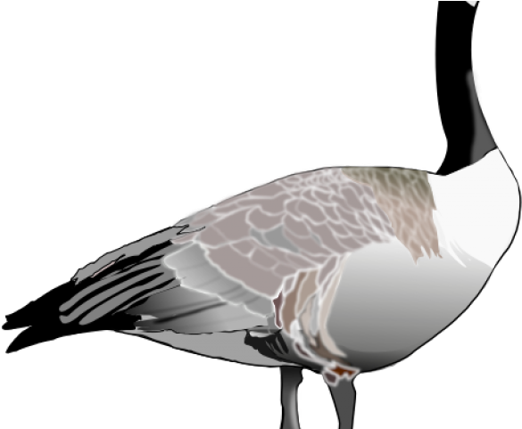 Goose Clipart Canada Goose - Png Download (640x480), Png Download