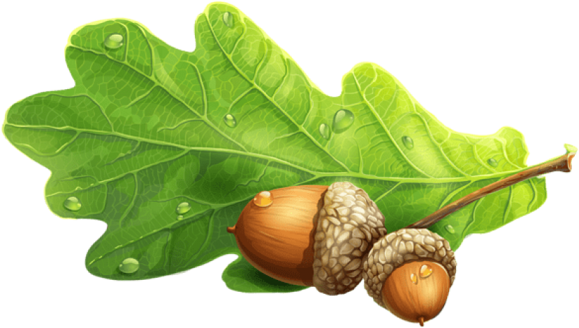 Download Acornspicture Clipart Png Photo Transparent Png (850x518), Png Download