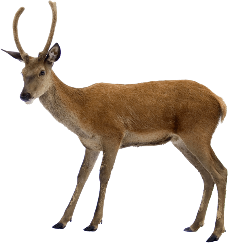 Transparent Deer Clipart Animal Pictures Png Transparent (800x848), Png Download