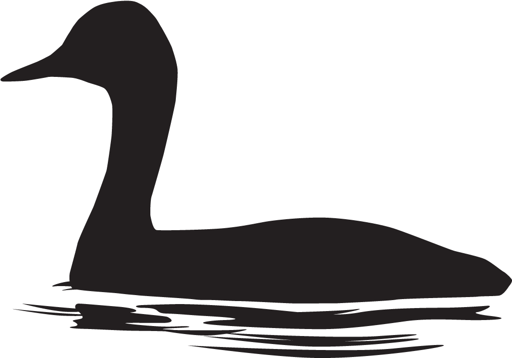 Western Grebe Clipart (1024x1024), Png Download