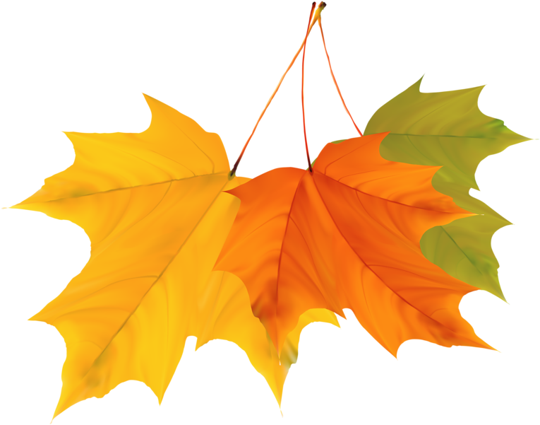 Autumn Coloursautumn Leavesalbumclip Artfall - Png Download (800x609), Png Download