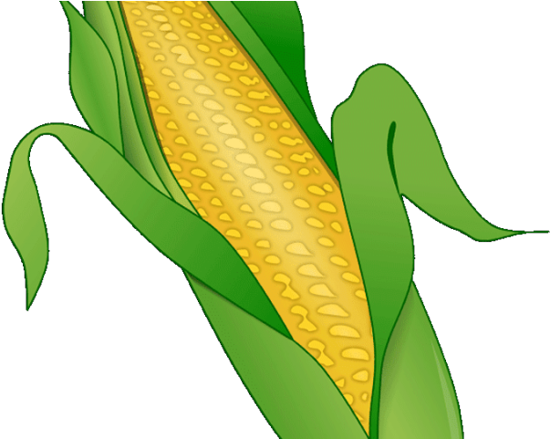 Corn Clipart Fruit - Png Download (640x480), Png Download