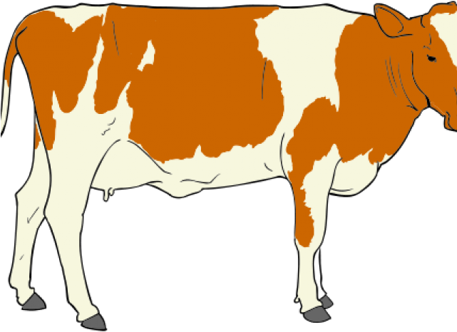 Pair Clipart Cow - Png Download (640x480), Png Download
