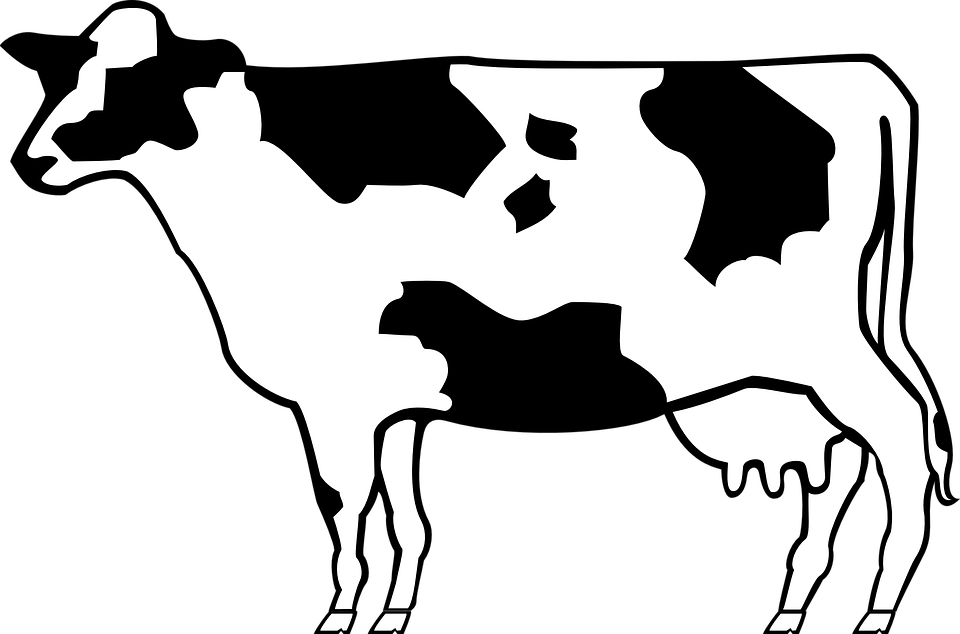 Clipart Of Livestock, Cow To And Cow That - Png Download (960x634), Png Download