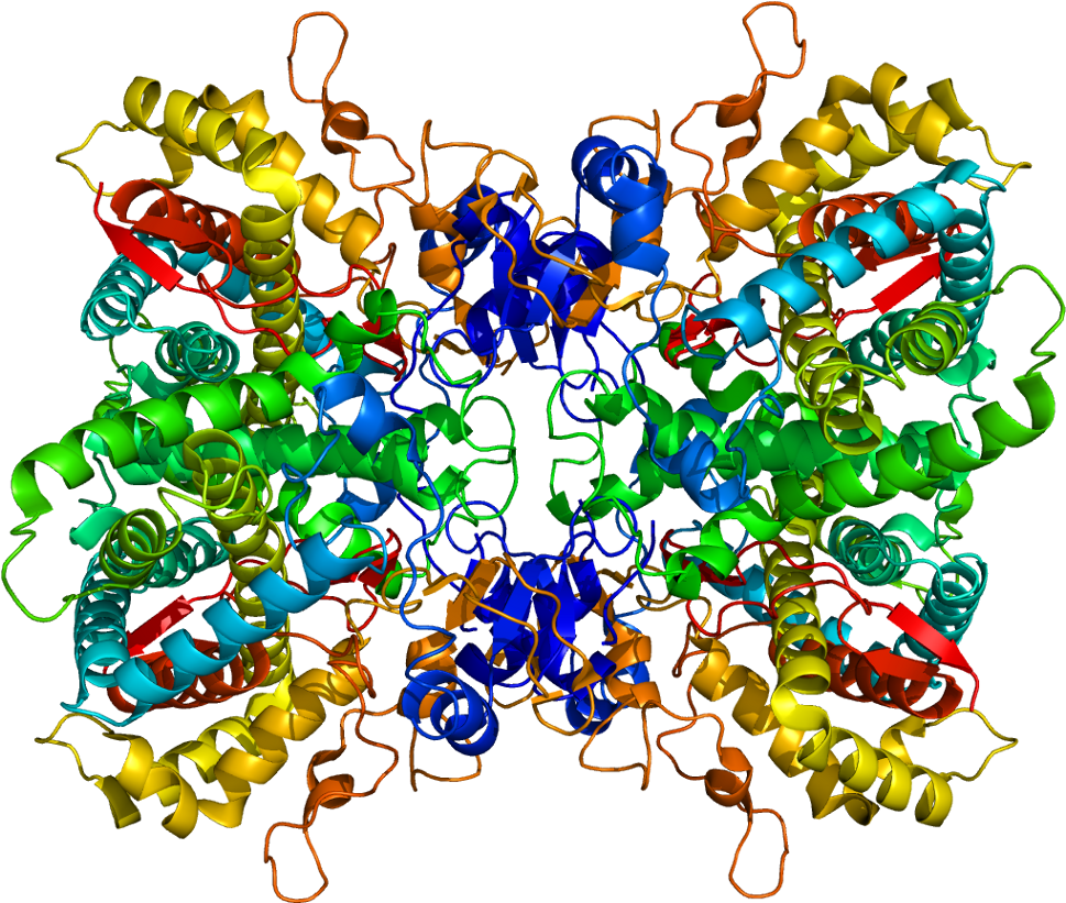 A Rendering Of The Cyp2d6 Enzyme Clipart (1018x870), Png Download