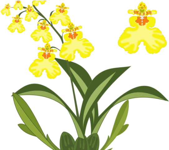 Orchid Clipart Cattleya Flower - Png Download (640x480), Png Download