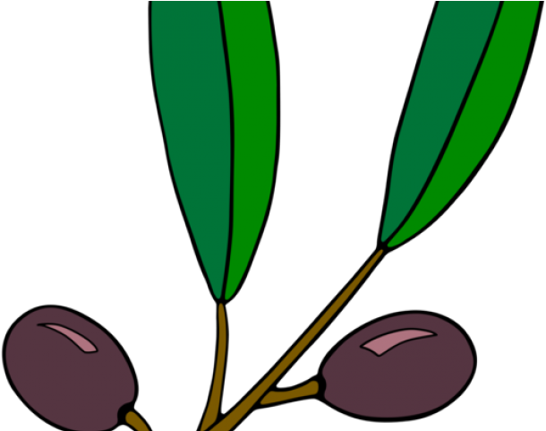 Olive Clipart Olive Branch - Png Download (640x480), Png Download