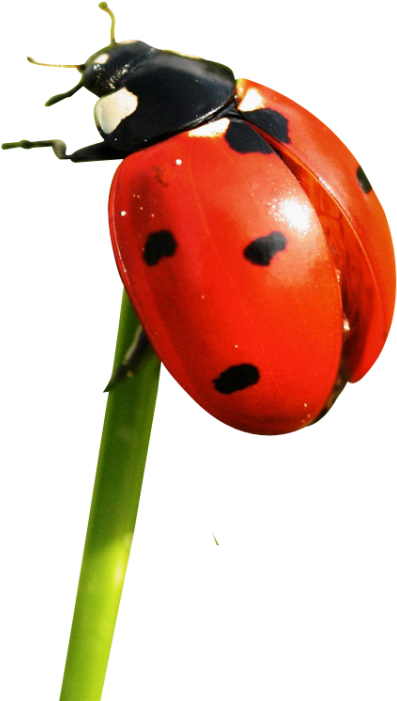 Free Png Download Ladybug Png Images Background Png Clipart (480x715), Png Download