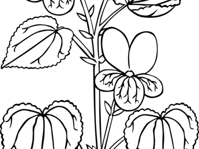 Roots Clipart Plant Drawing - Png Download (640x480), Png Download