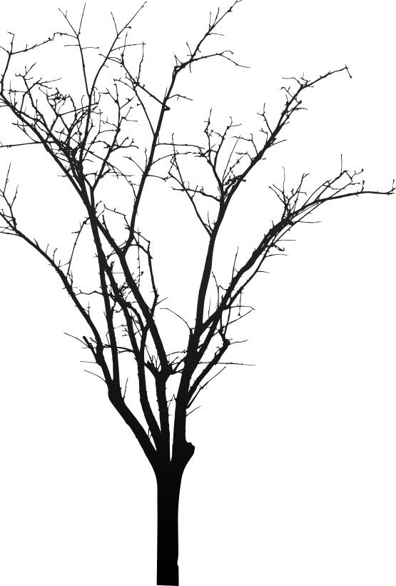 Tree - Silhouette Clipart (555x821), Png Download