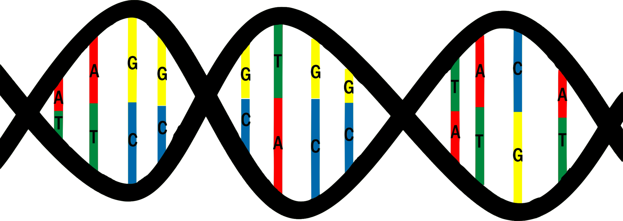 Dna Base Pair Mutation Nucleic Acid Structure Thymine - Base Pairs Dna Png Clipart (2108x750), Png Download