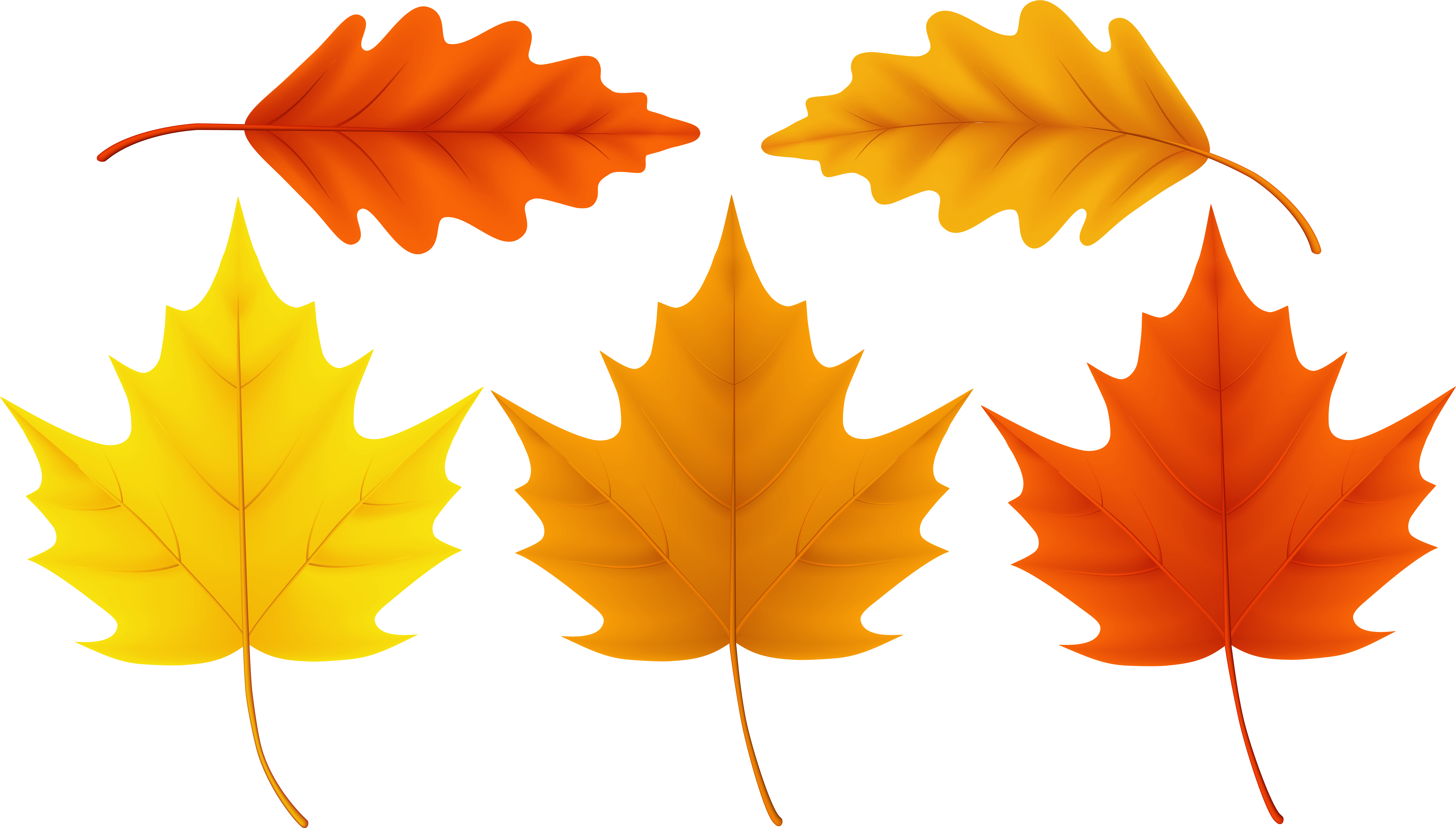 Thanksgiving Leaves Color Clipart (8000x4579), Png Download