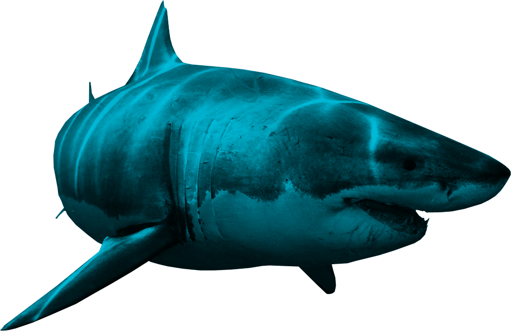 Bull Shark Clipart Realistic Shark - Shark Png Transparent Png (1032x669), Png Download