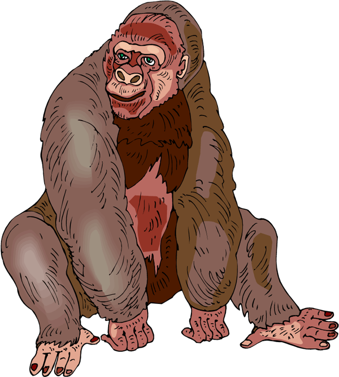 Image Gorilla - Gorilla Clipart (669x750), Png Download