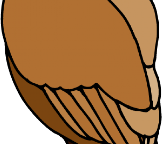 Hawk Clipart Friendly - Clip Art - Png Download (640x480), Png Download