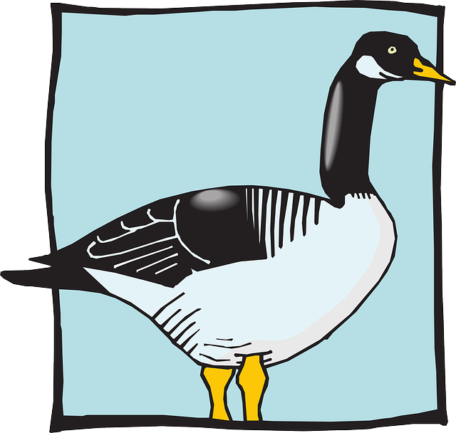 Clip Art Clipart Duck Goose Clip Art - Photograph - Png Download (600x570), Png Download