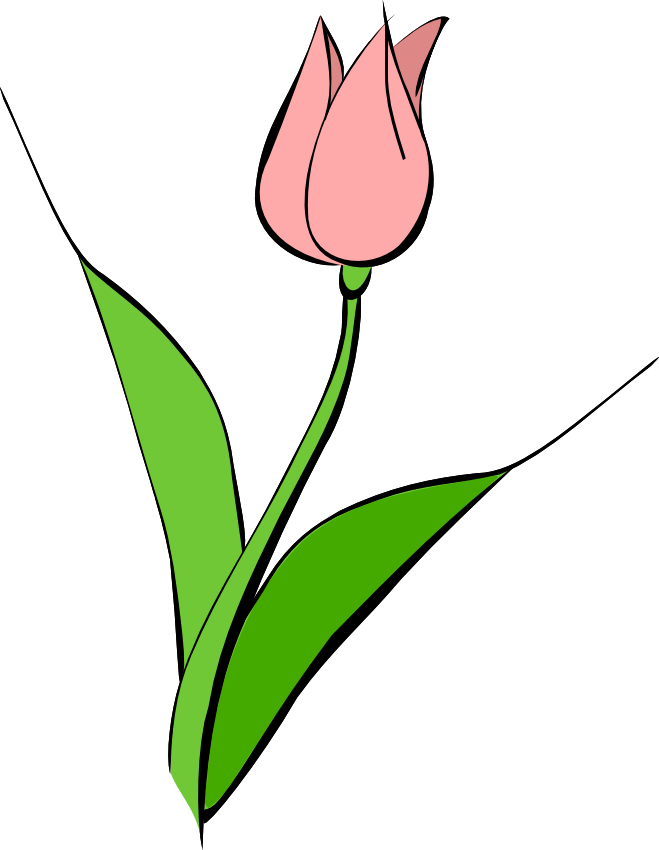 Tulip Clip Art - Pink Tulip Clip Art - Png Download (659x850), Png Download