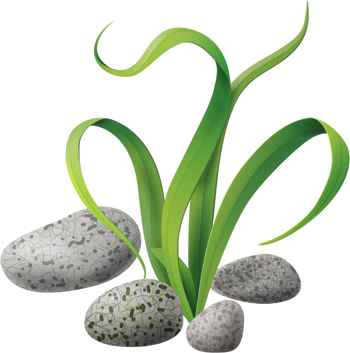 Яндекс - Фотки - Sea Plants Clipart Hd - Png Download (1205x1280), Png Download