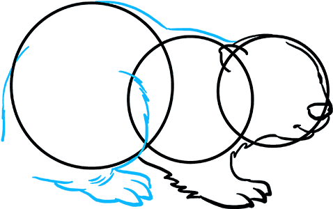 How To Draw Beaver Clipart - Full Size Clipart (#3100887) - PinClipart